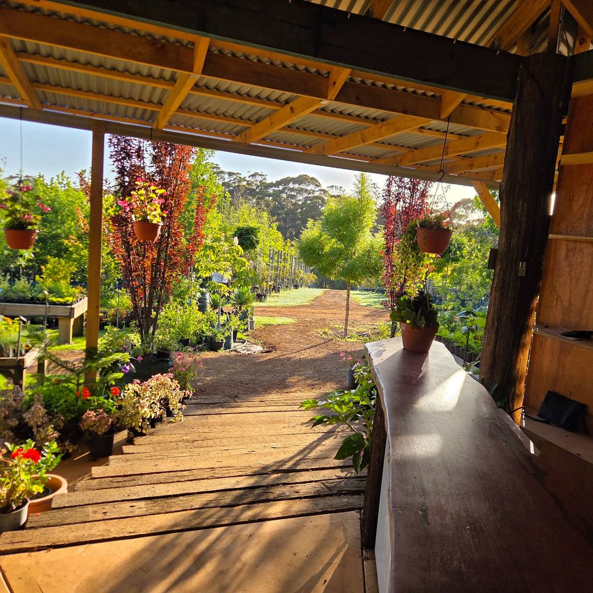 GREAT SOUTHERN NURSERY, Albany WA
