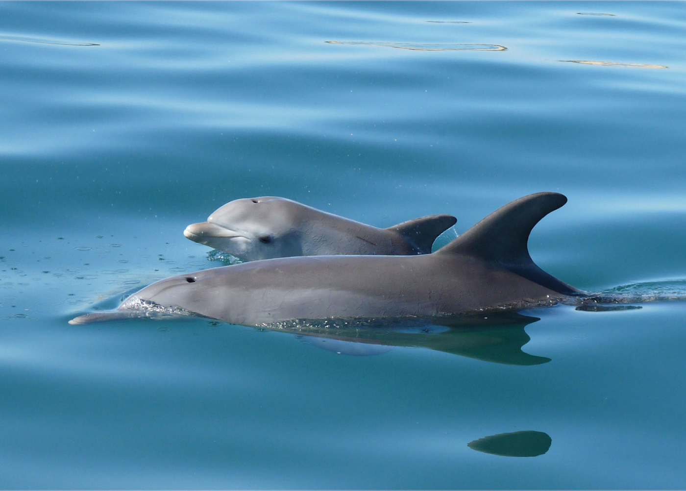 Dolphin discovery centre dolphins