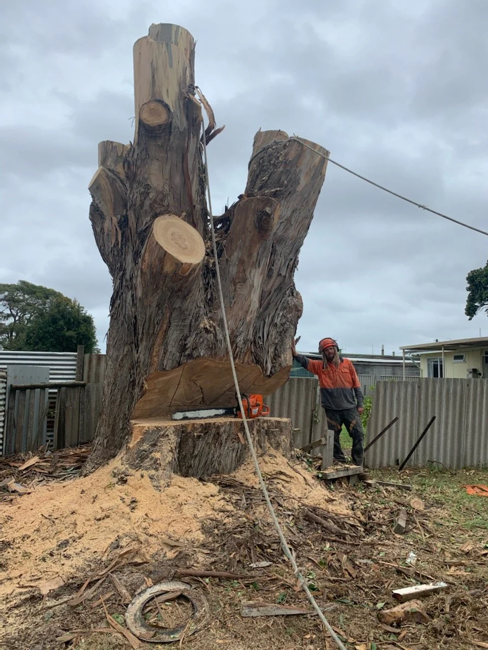 Acorn trees stumps removal