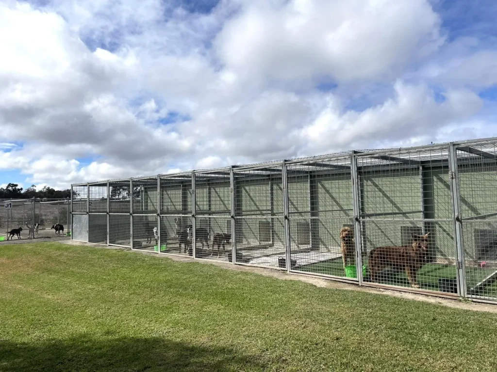 halsey-hounds-kennel-runs Halsey hounds kennel runs