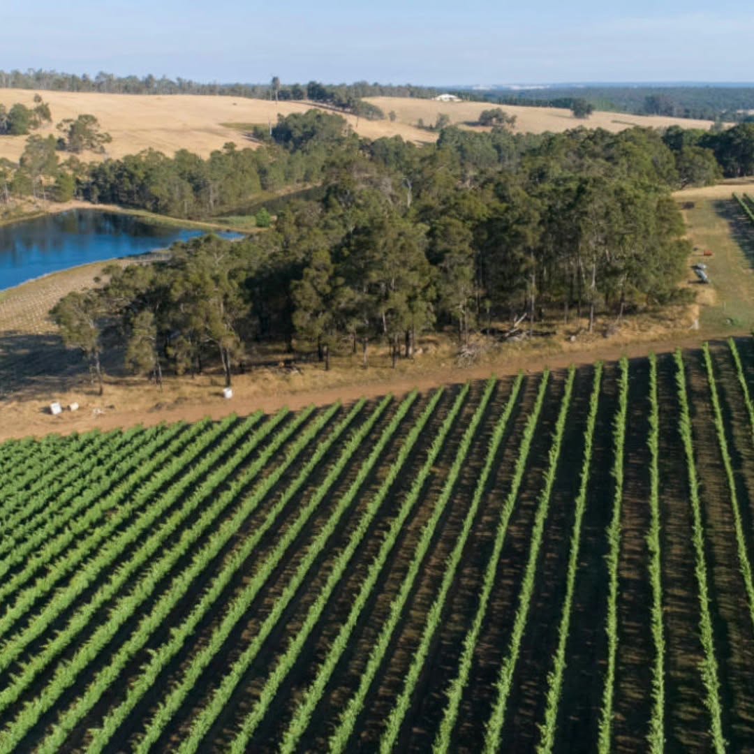 Smallwater estate vineyard