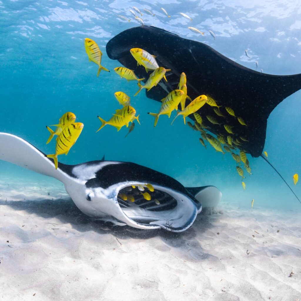 Ningaloo Reef Dive, Carnarvon WA