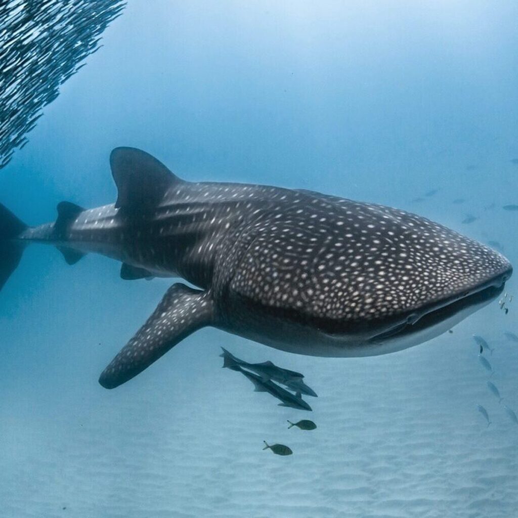 Ningaloo Reef Whalesharks, Carnarvon WA