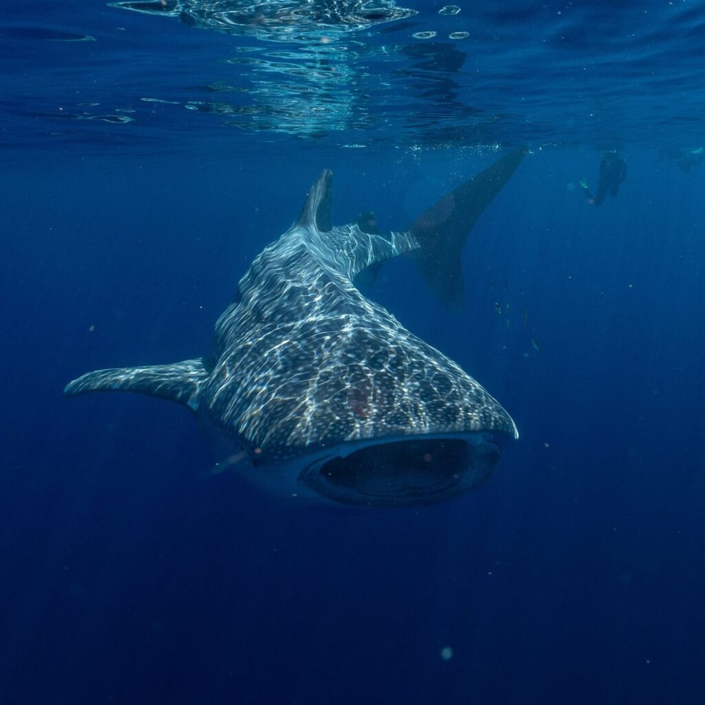 Ningaloo Marine Interactions, Carnarvon WA