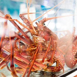 Lobster Shack, Dandaragan WA