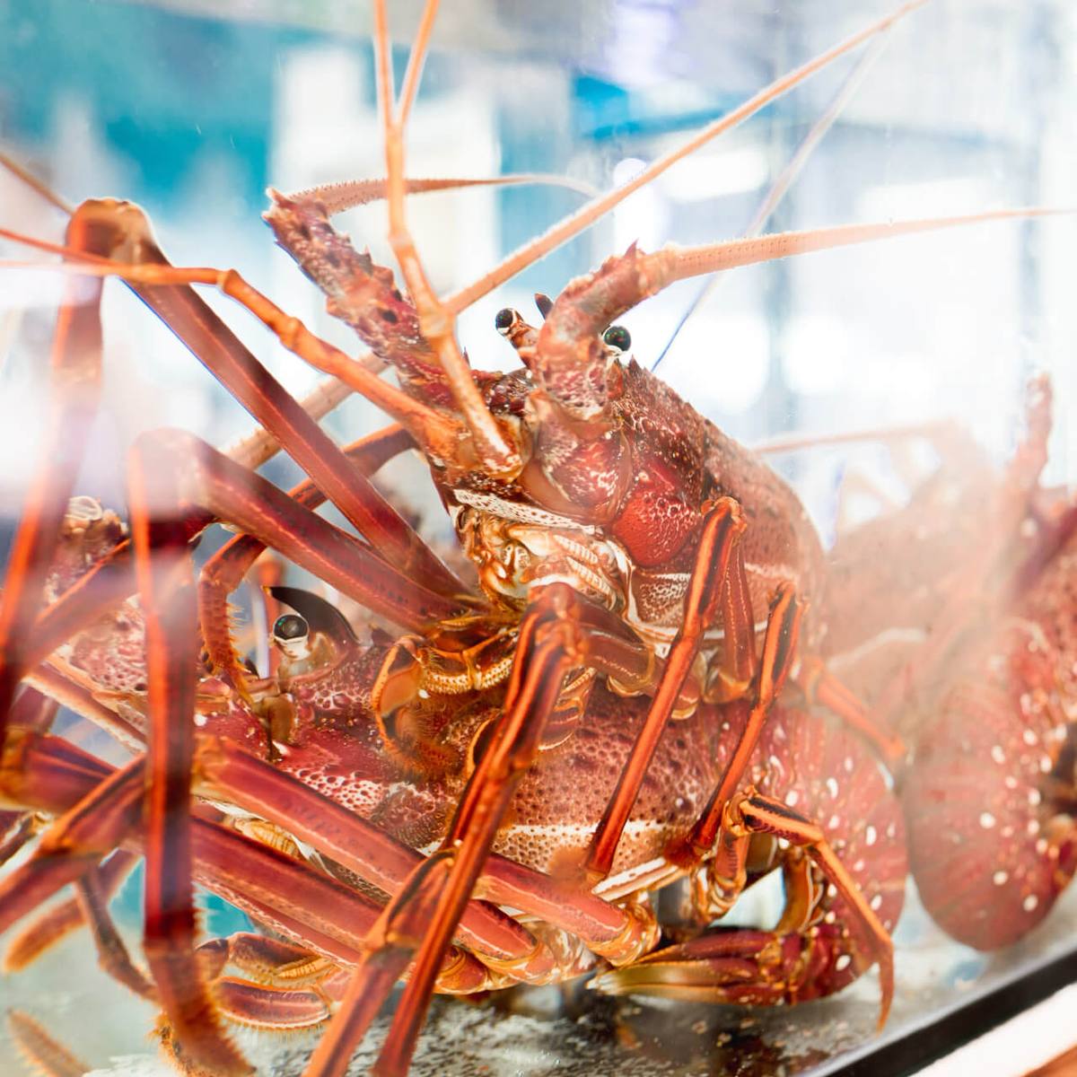 Lobster Shack, Dandaragan WA