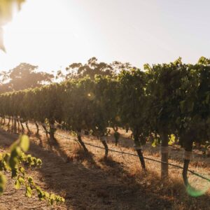 Windance – Alby listing image Windance, Busselton WA