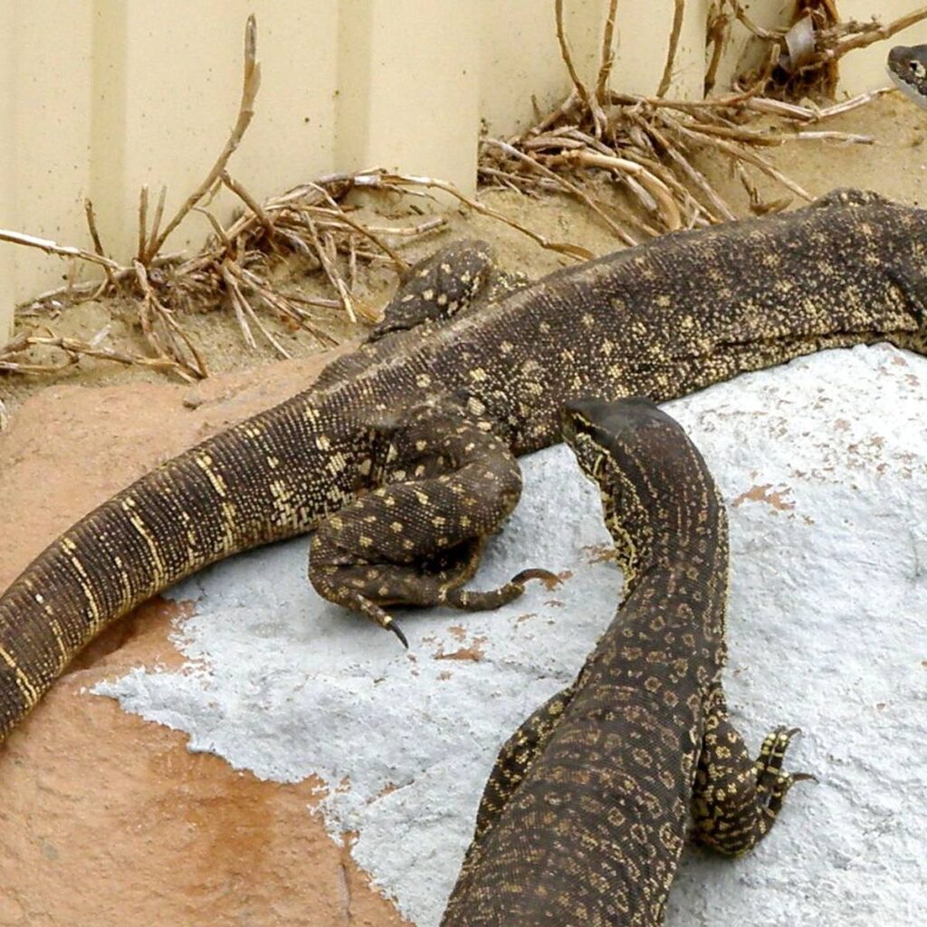 Armadale Reptile & Wildlife Centre, Armadale WA