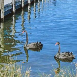 Long Neck, Perth WA