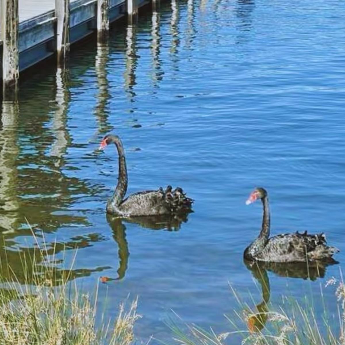 Long Neck, Perth WA