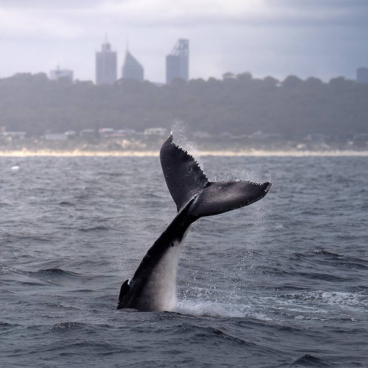 Whale Watching Perth, Joondalup WA
