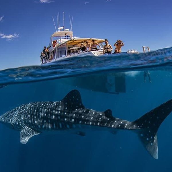 Exmouth Dive & Whalesharks Ningaloo – Alby listing image Exmouth Dive & Whalesharks Ningaloo, Exmouth WA