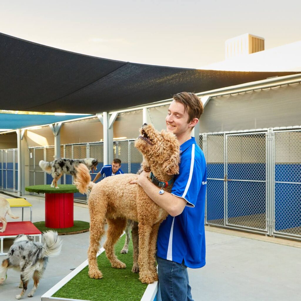 Baldivis Boarding Kennels & Cattery – Alby listing image Baldivis Boarding Kennels & Cattery, Rockingham WA