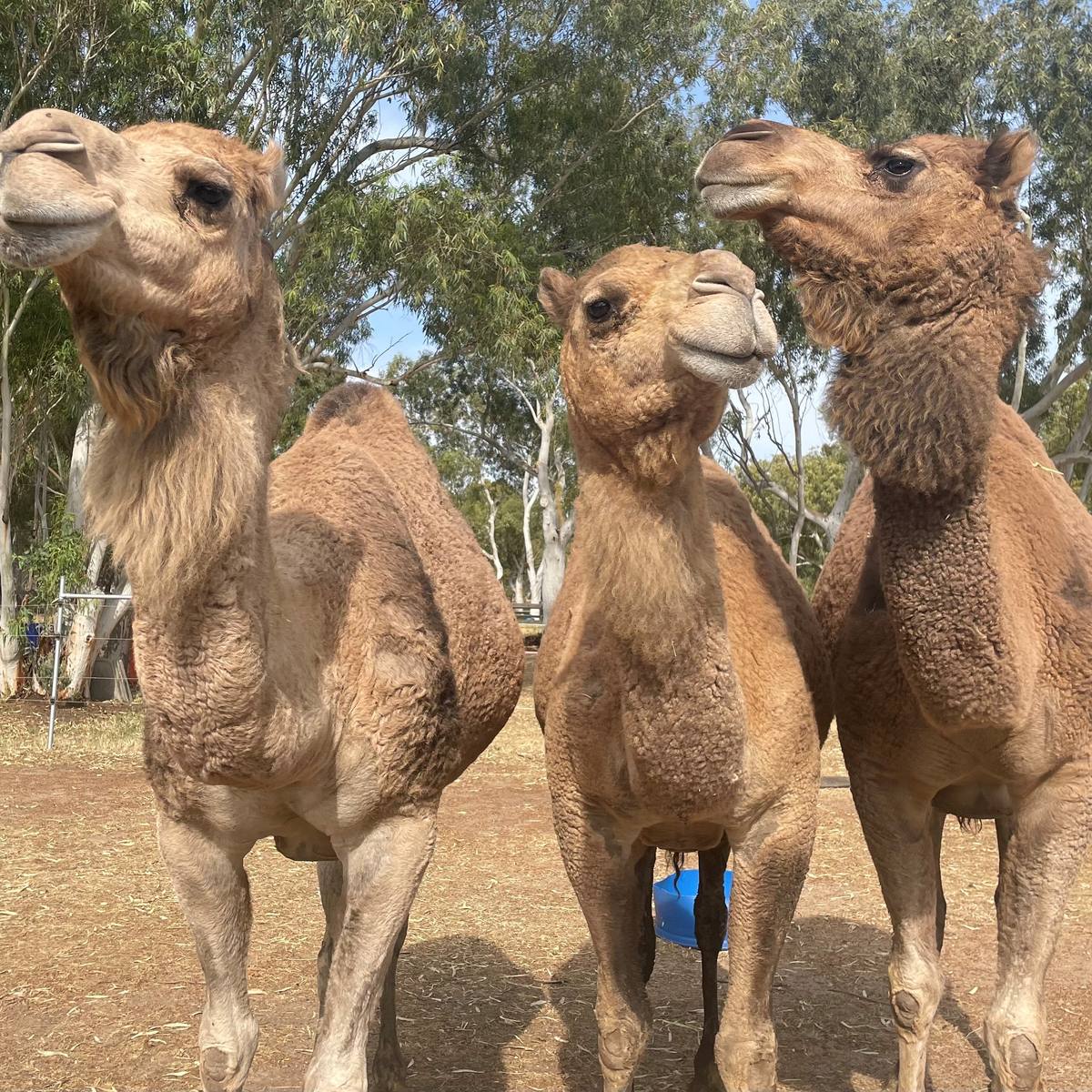 Swan Valley Speed Humps, Swan WA