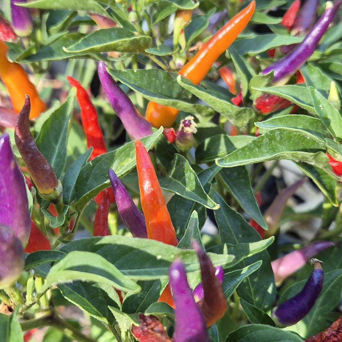 Swan Valley Chillies, Swan WA