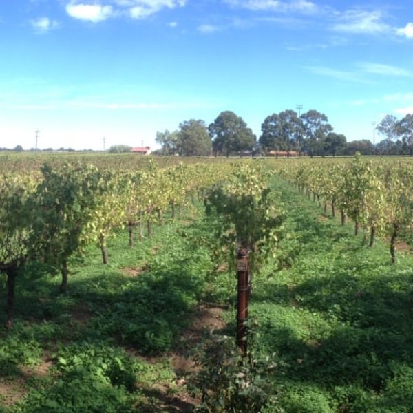 Harris Organic Wines, Swan WA