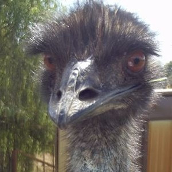 Swan Valley Cuddly Animal Farm, Swan WA